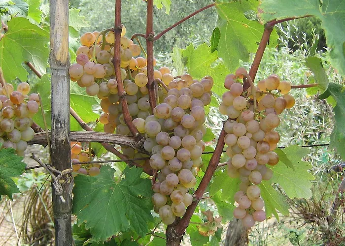 La Sarticola * Luni