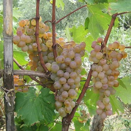 La Sarticola * Luni